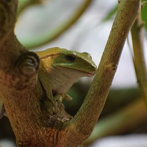 Common tree frog