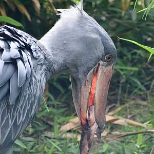Shoebill feeding