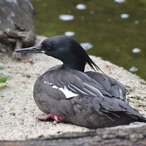 Brazilian merganser