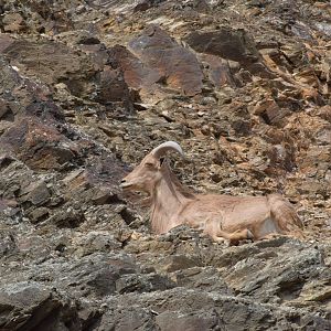 Barbary sheep