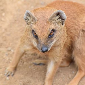 Yellow mongoose