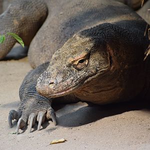 Comodo dragon