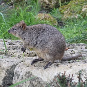 Quokka