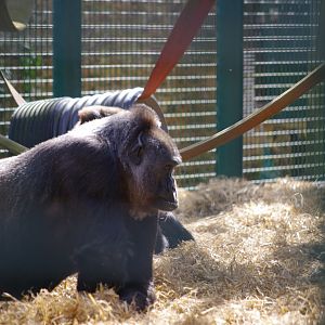 Western Lowland Gorilla- 12/4/2024
