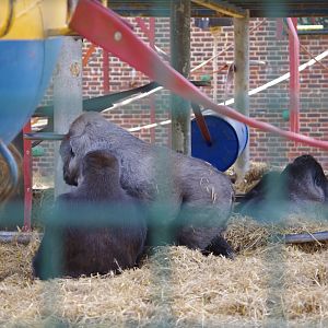 Western Lowland Gorillas- 12/4/2024