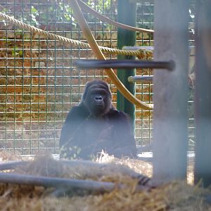 Western Lowland Gorilla- 12/4/2024