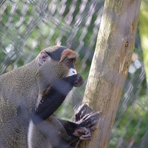 De Brazza's Monkey- 12/4/2024