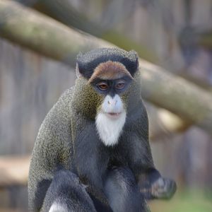 De Brazza's Monkey- 12/4/2024
