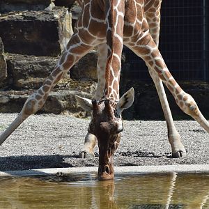 Reticulated giraffe