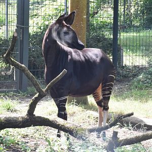 Okapi
