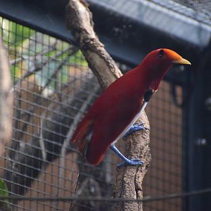 King bird-of-paradise
