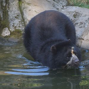 Andean bear