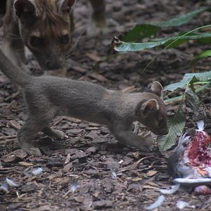 Young fossa