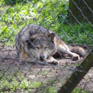 Grey Wolf- 12/4/2024