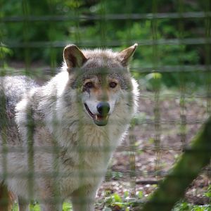 Grey Wolf- 12/4/2024