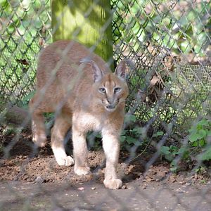 Caracal- 12/4/2024