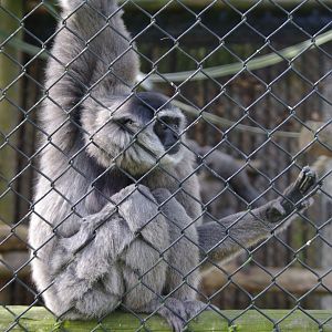 Silvery Gibbon- 12/4/2024