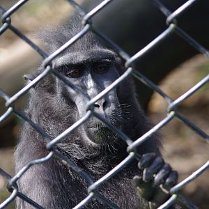 Sulawesi Crested Macaque- 12/4/2024