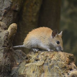 Golden spiny mouse