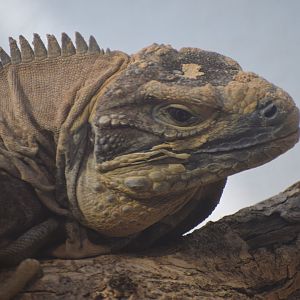 Jamaican iguana