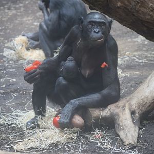 Bonobo