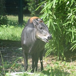 Yellow-backed duiker