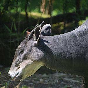 Yellow-backed duiker
