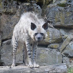 Striped hyena