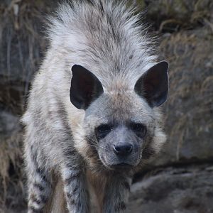 Striped hyena