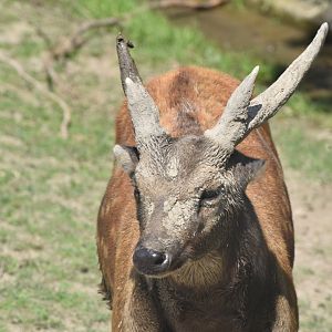 Visayan spotted deer