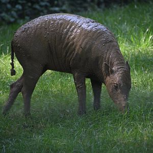 Sulawesi babirusa
