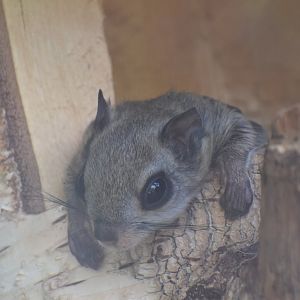 Siberian flying squirrel