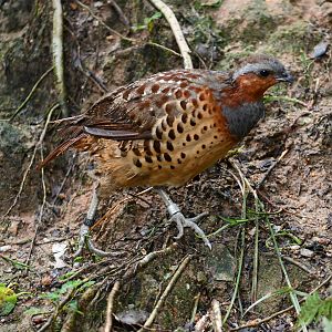 Chinese Bamboo-patridge