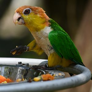 Black-legged Parrot