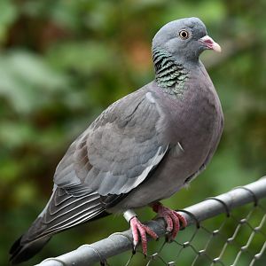 Stock Dove