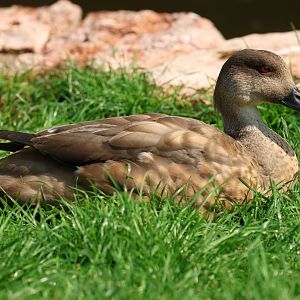 Patagonian crested duck