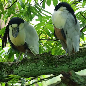 Southern boat-billed heron