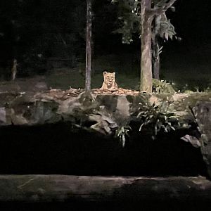 Asiatic Lion (Panthera leo persica)