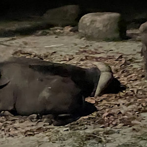 Cape Buffalo (Syncerus caffer caffer)