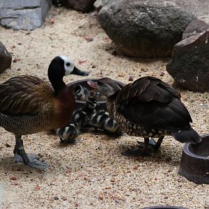 Hybrids of foster parents?