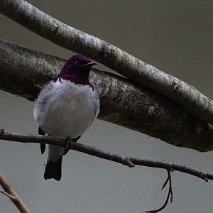 Amethyst starling (Cinnyricinclus leucogaster)