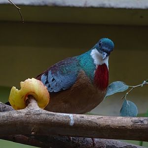 Mindanao bleeding-heart (Gallicolumba crinigera)
