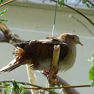 Blue ground-dove  (Claravis pretiosa)