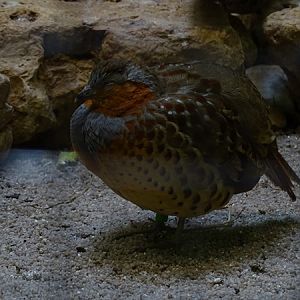 Chinese bamboo-partridge (Bambusicola thoracica)