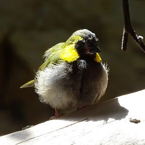 Cuban grassquit (Phonipara canora)