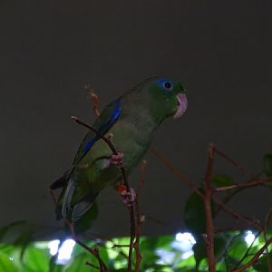 Spectacled parrotlet (Forpus conspicillatus)