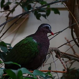 Grey-capped emerald dove (Chalcophaps indica)