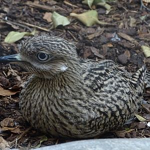 Spotted thick-knee (Burhinus capensis)