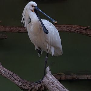 Eurasian spoonbill (Platalea leucorodia)