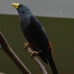 Grosbeak starling (Scissirostrum dubium)